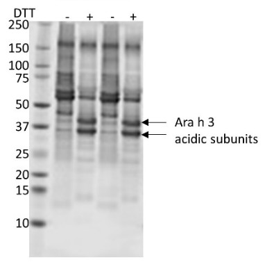 Western blot using chicken anti-peanut protein antibodies